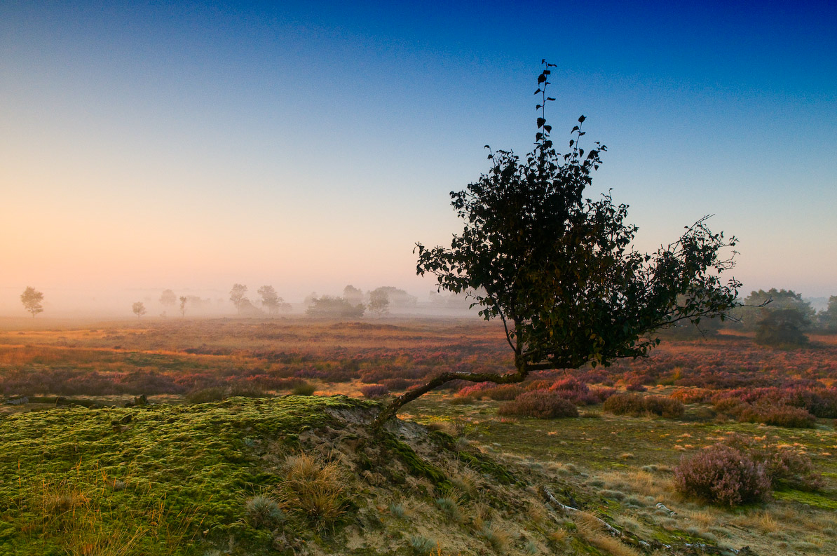 Countryside tree