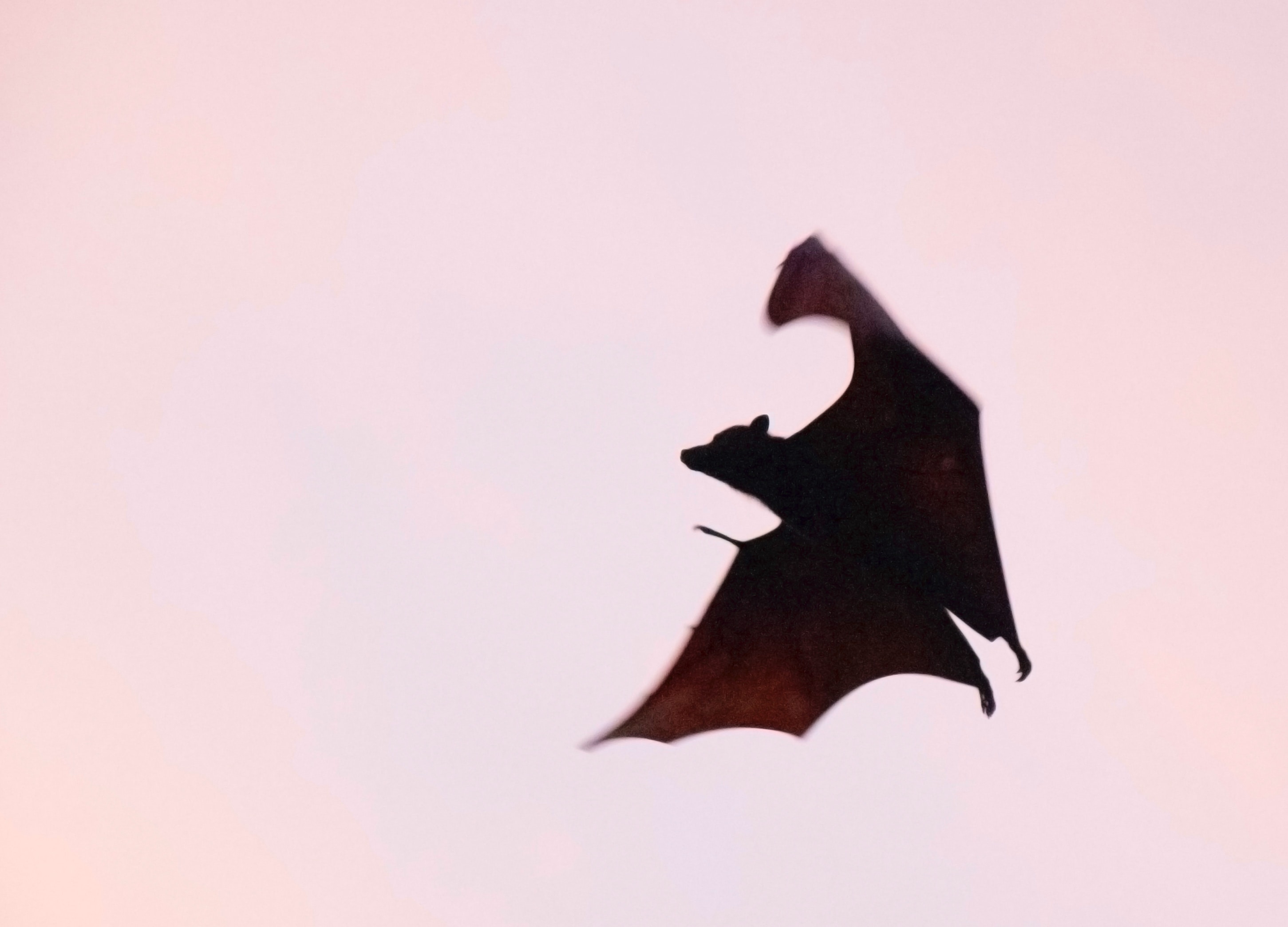 What it's like to be a bat