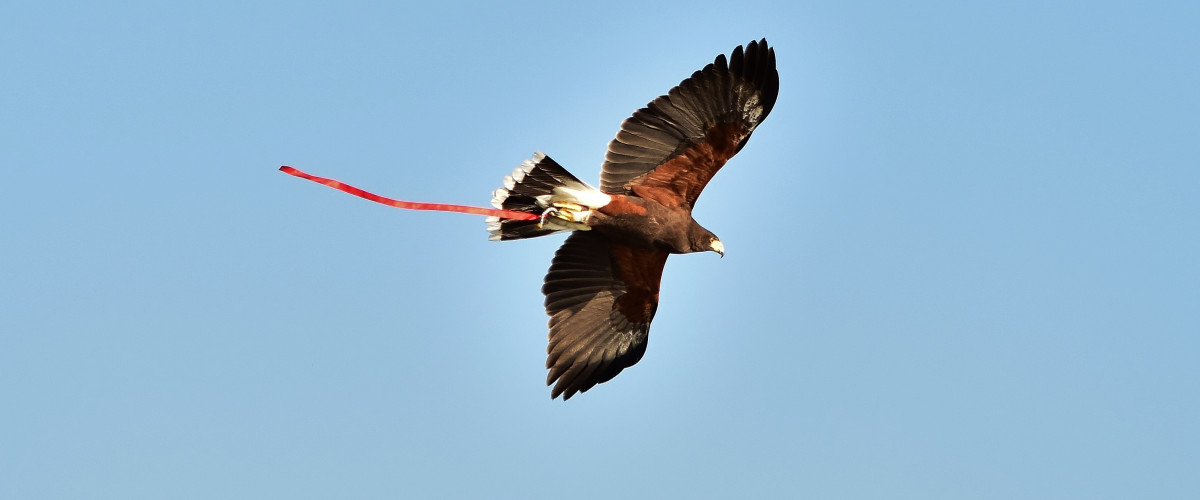 Falconers